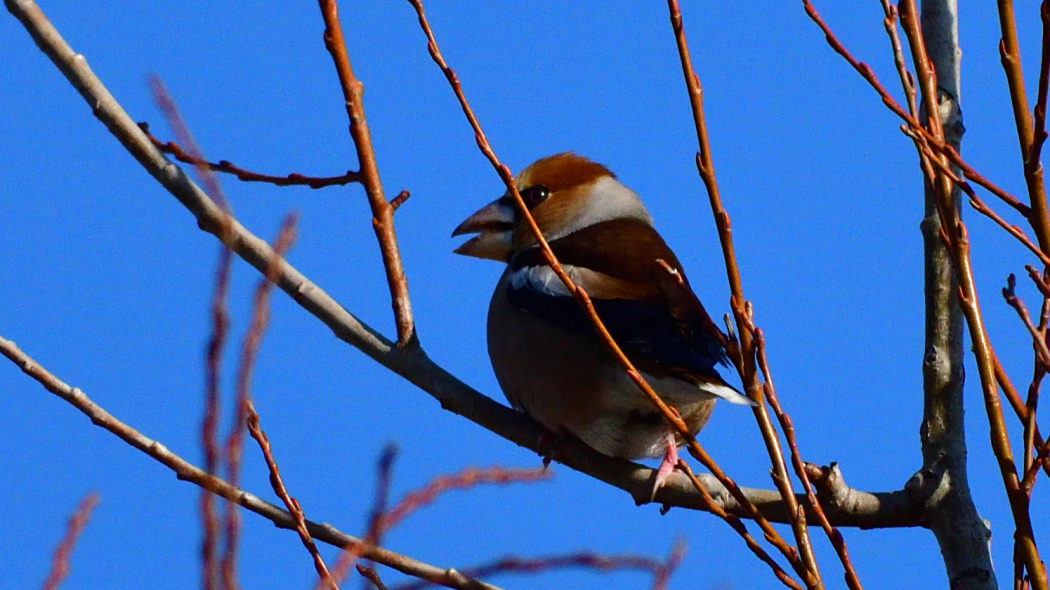 Hawfinch