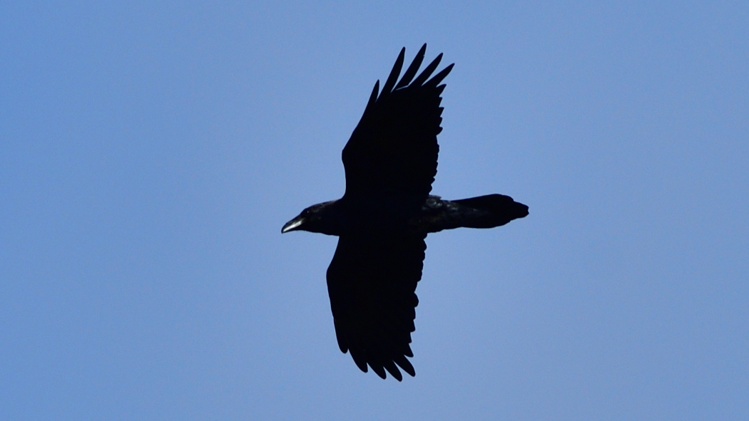 Northern Raven