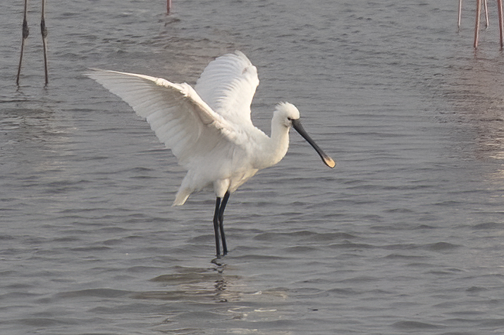 Eurasian Spoonbill
