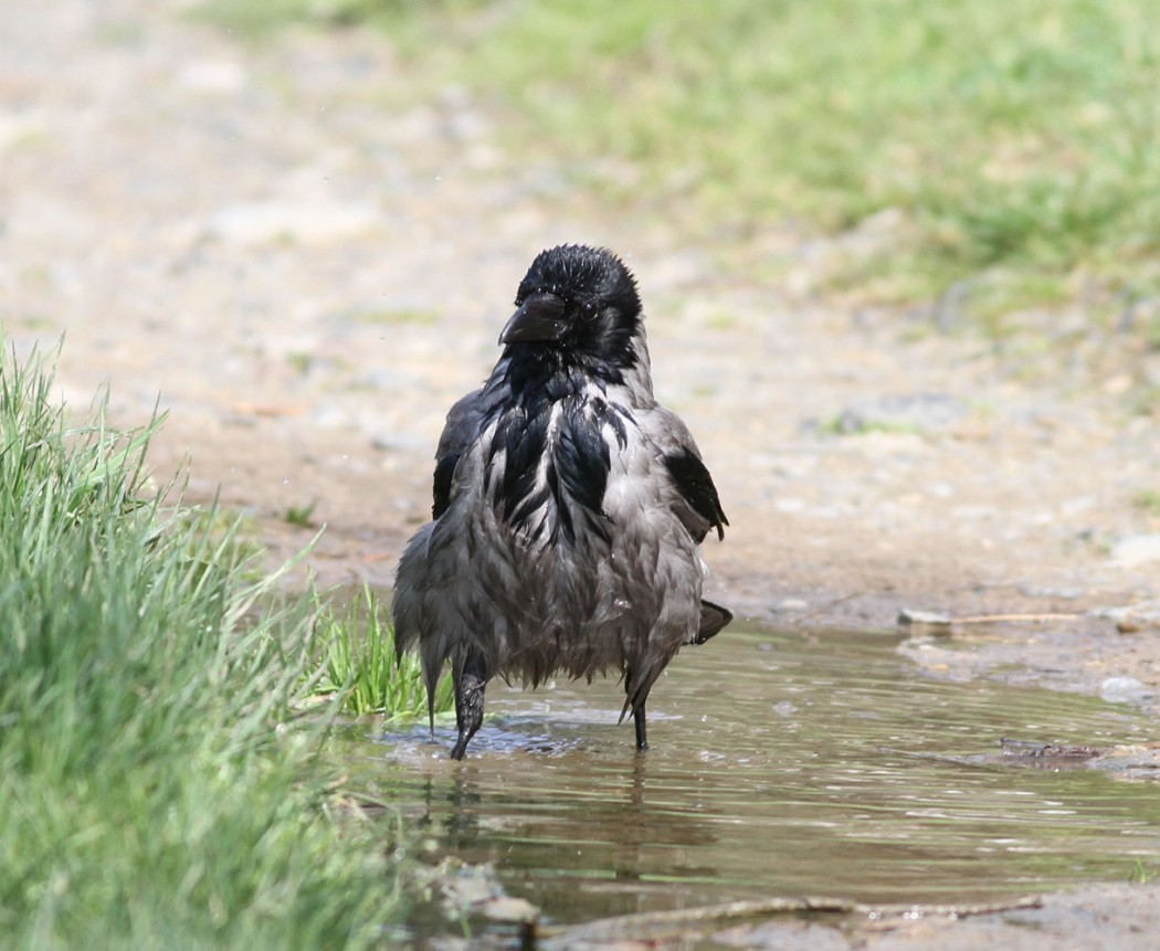 Hooded Crow