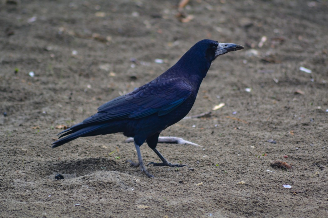 Rook