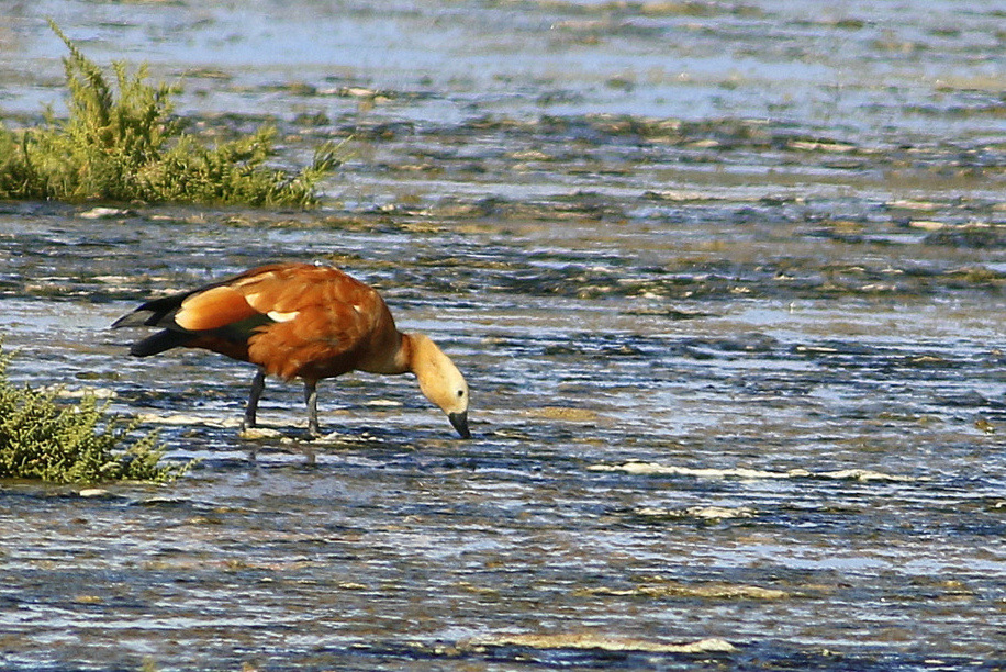 Ruddy Shelduck