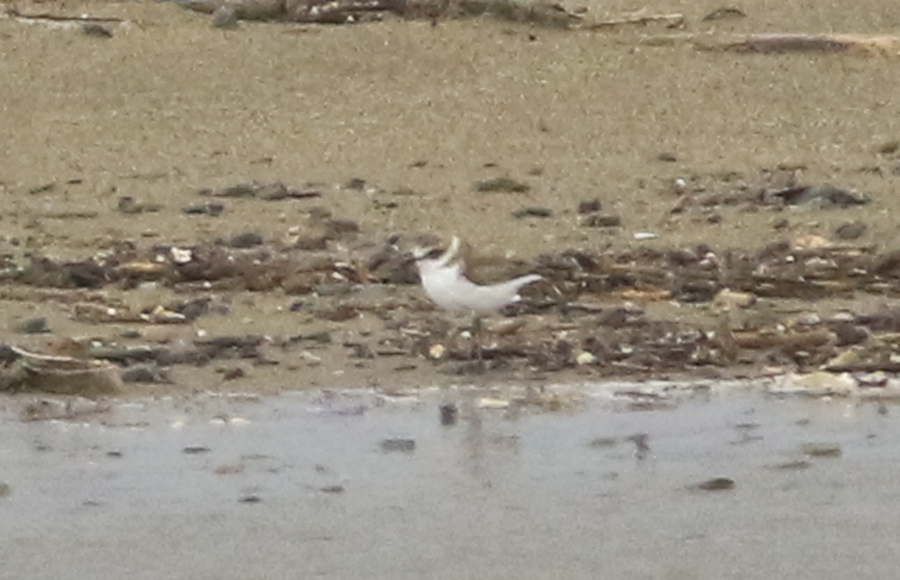 Kentish Plover