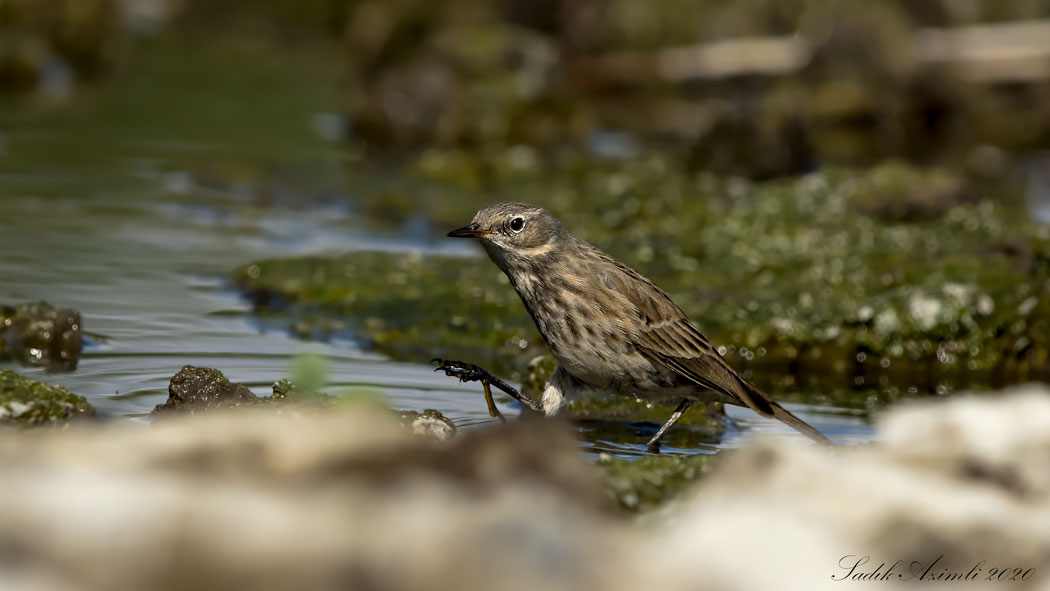 Water Pipit