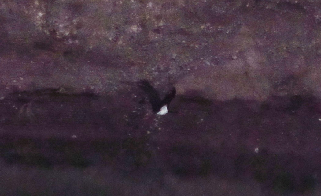 Black Stork