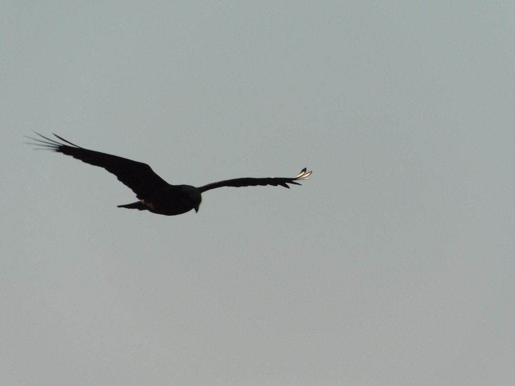 Western Marsh Harrier