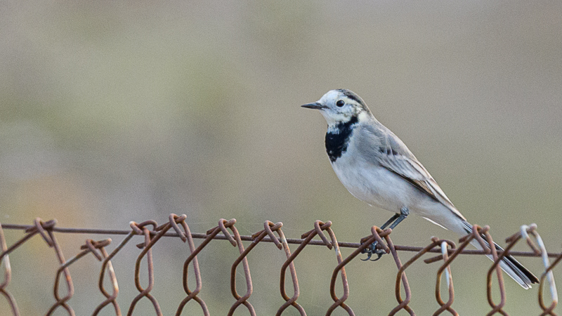 White Wagtail