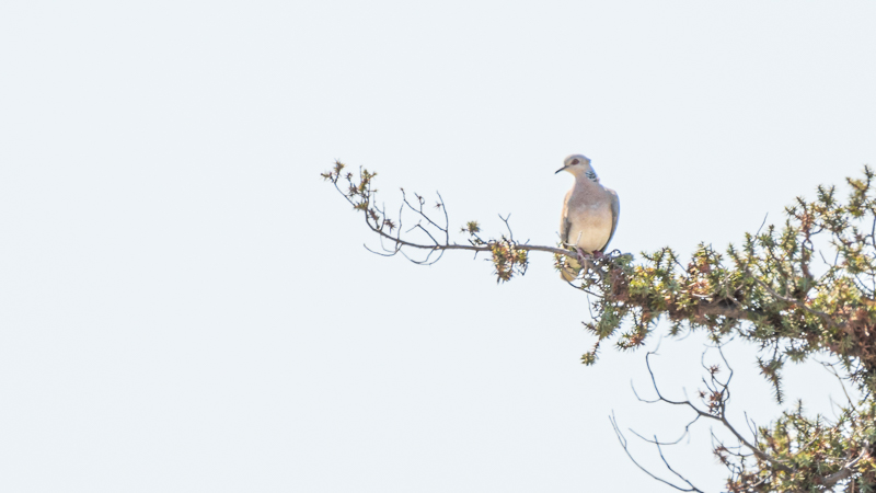 European Turtle Dove