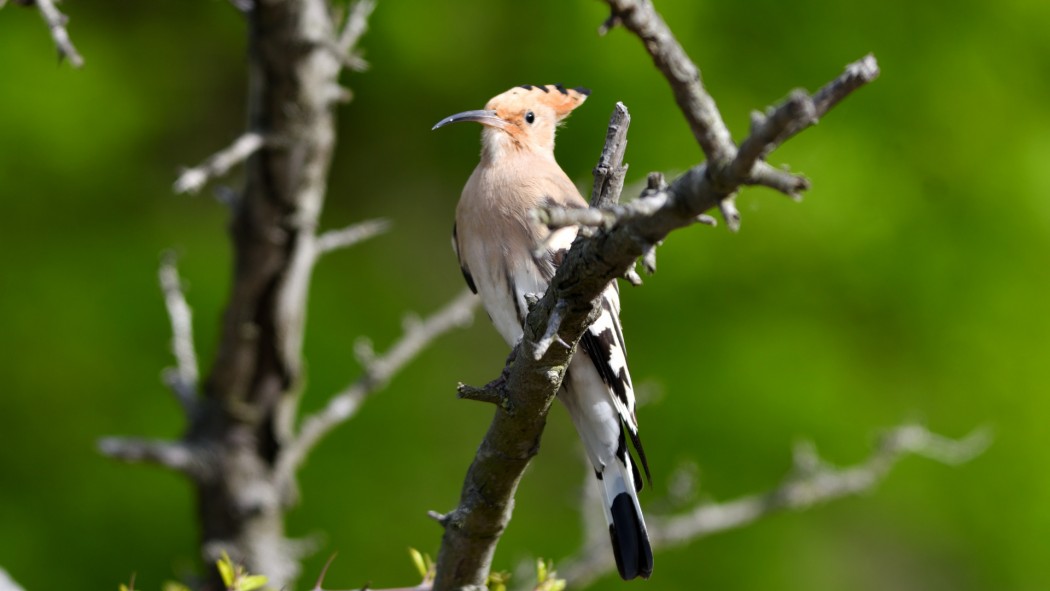 Common Hoopoe
