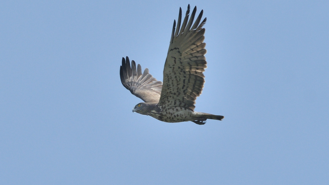 Short-toed Snake Eagle