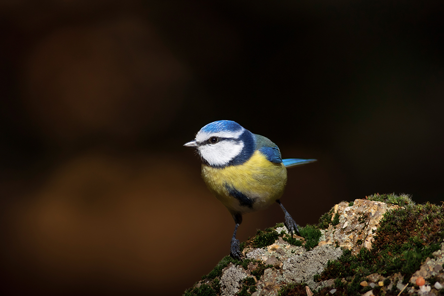 Eurasian Blue Tit
