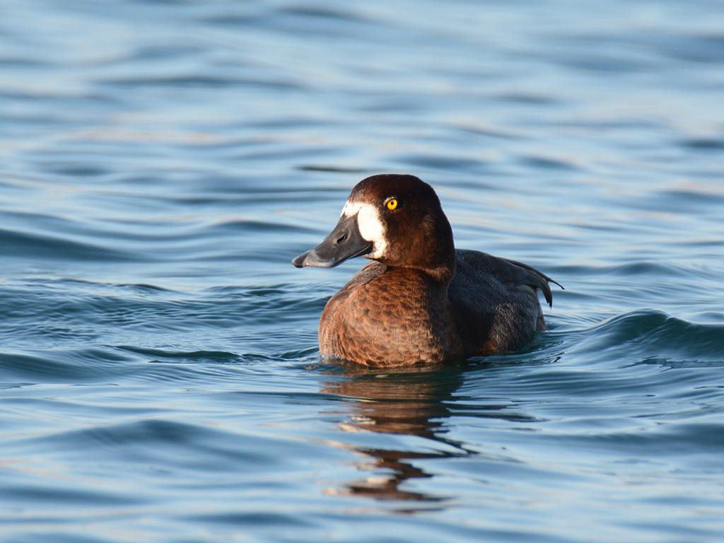 Greater Scaup