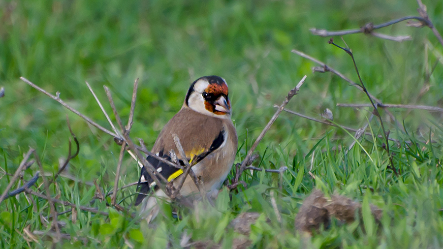European Goldfinch