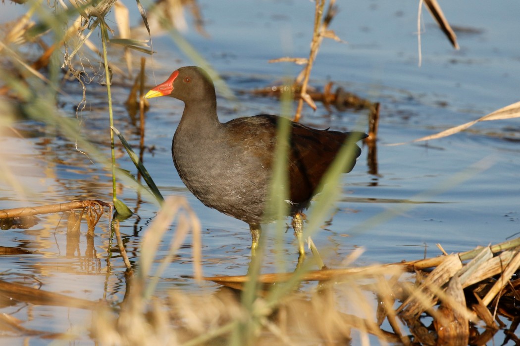 Common Moorhen