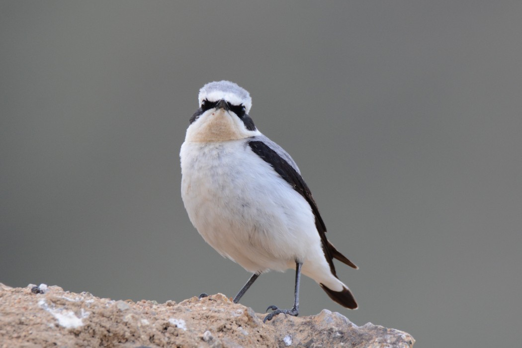 Northern Wheatear