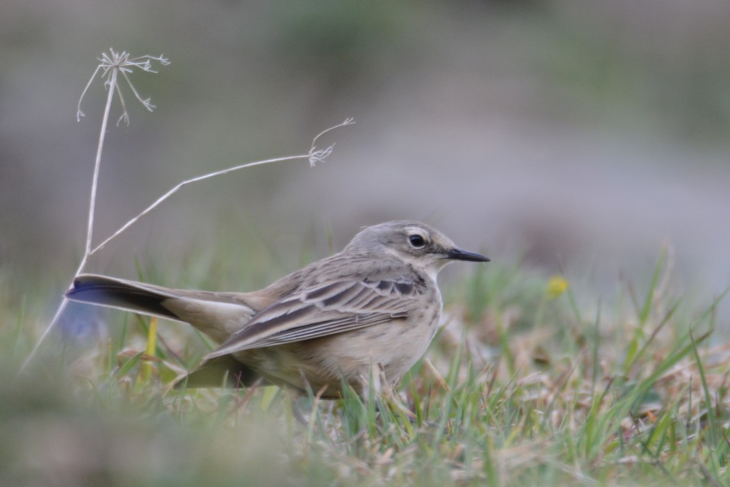 Water Pipit