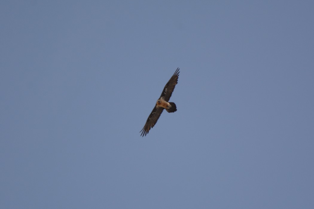 Bearded Vulture