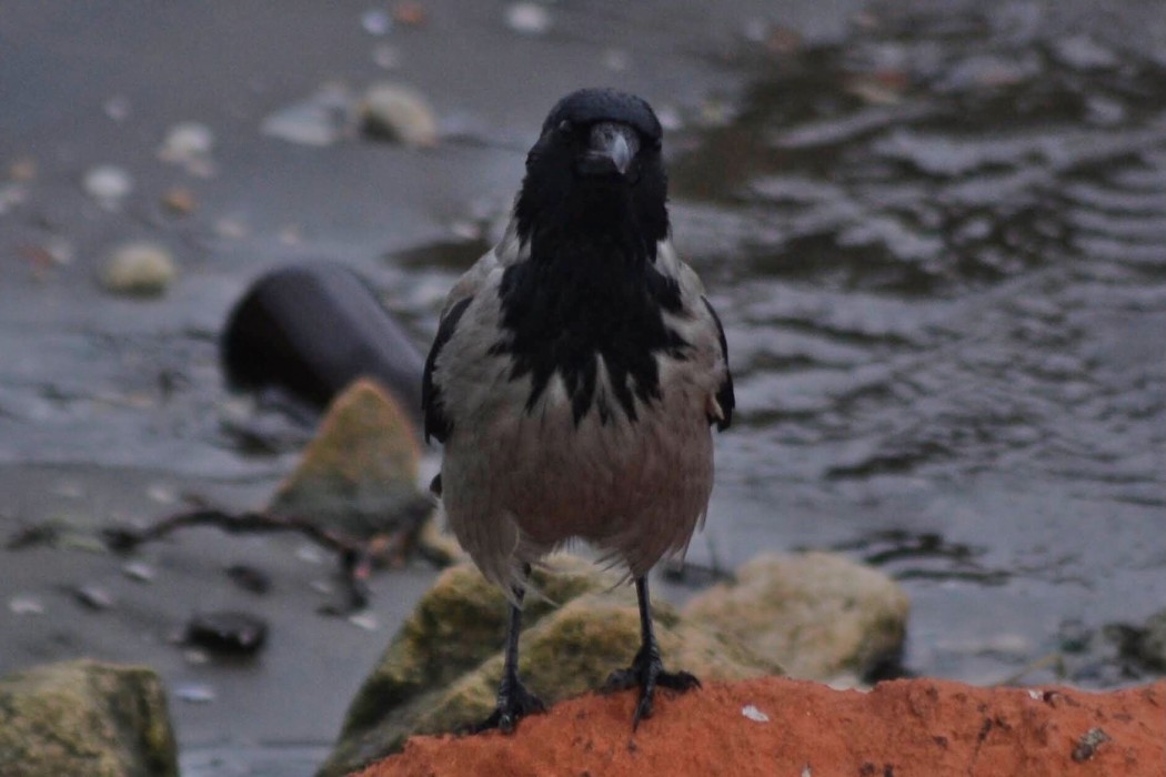 Hooded Crow