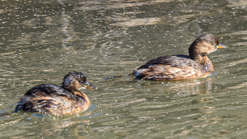 Little Grebe