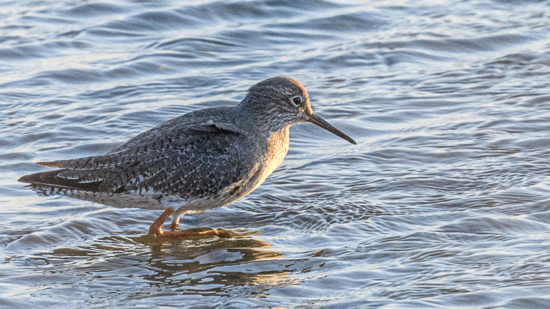 Common Redshank