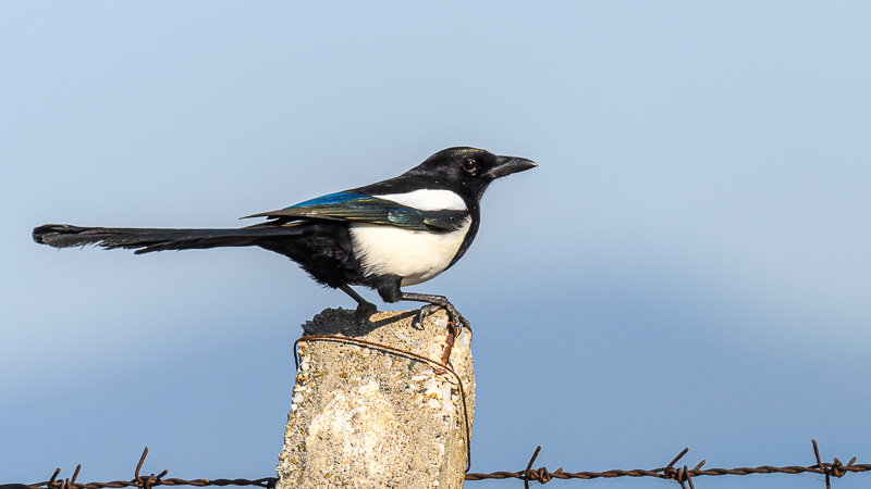 Eurasian Magpie