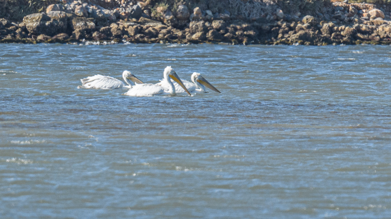 Dalmatian Pelican