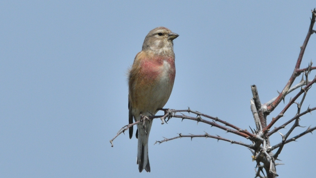 Common Linnet