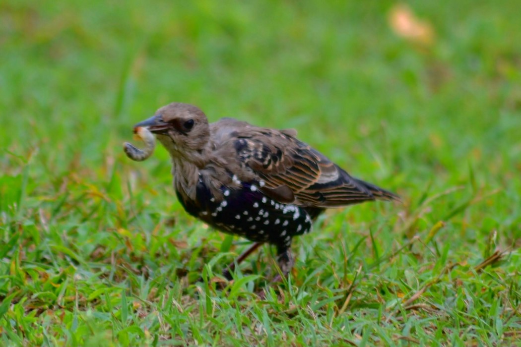 Common Starling