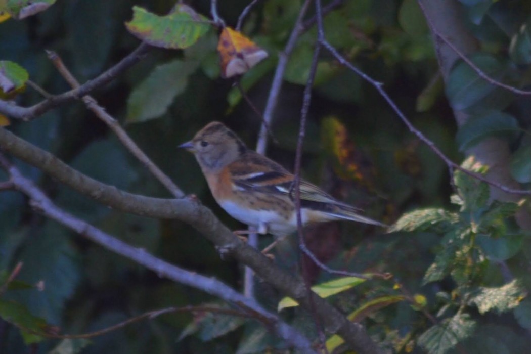 Brambling