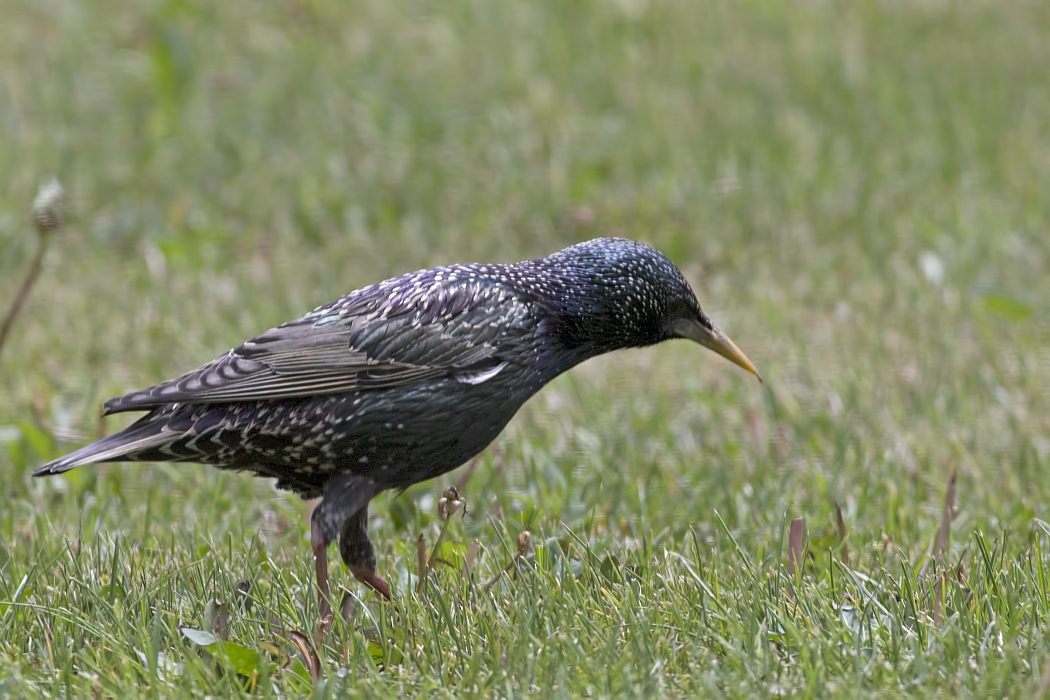 Common Starling