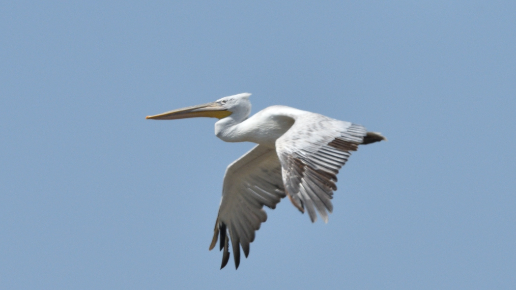 Dalmatian Pelican