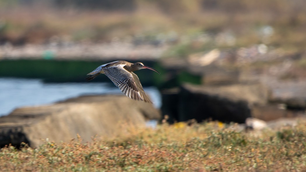 Eurasian Curlew