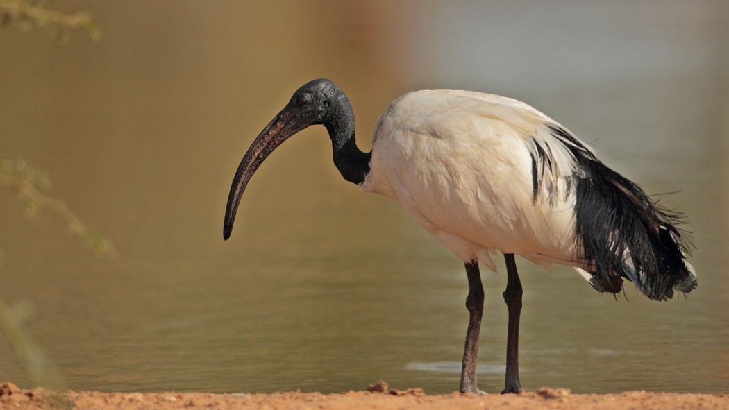 African Sacred Ibis