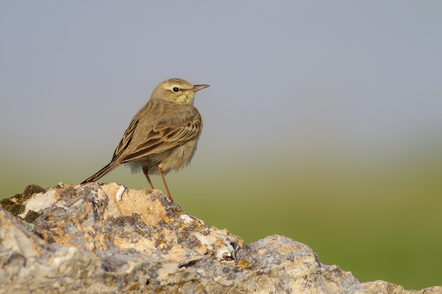 Tawny Pipit