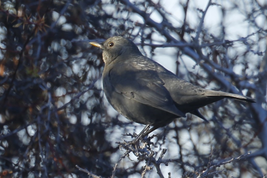 Common Blackbird