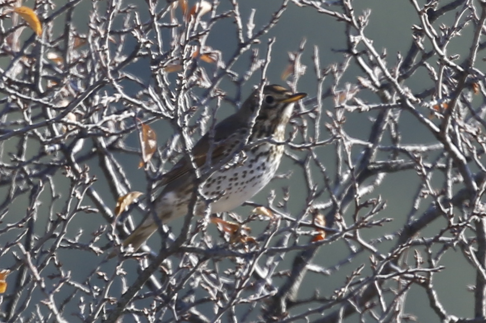 Song Thrush
