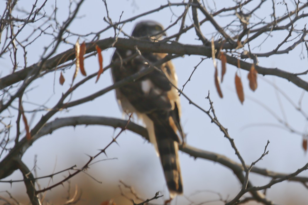 Eurasian Sparrowhawk