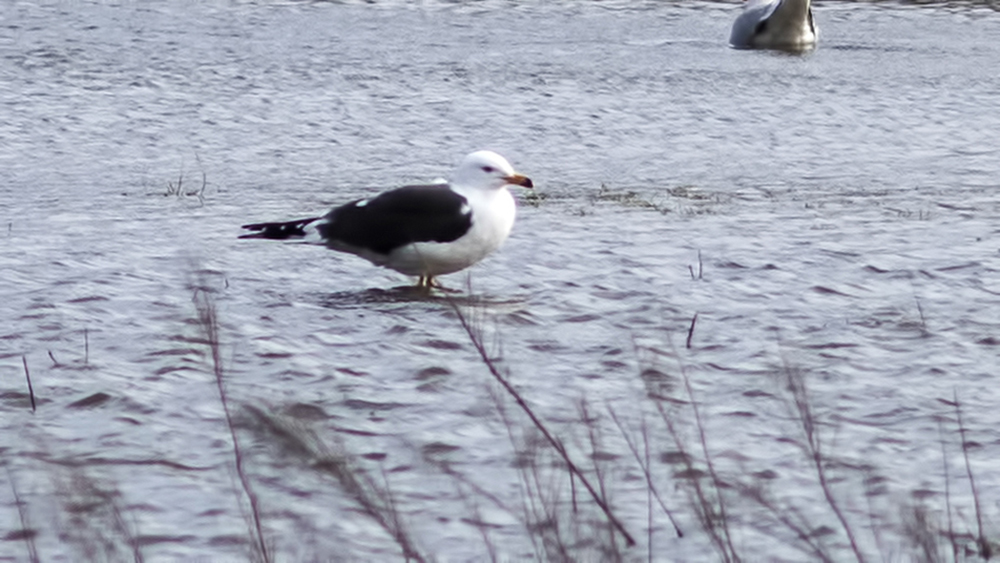 Lesser Black-backed Gull