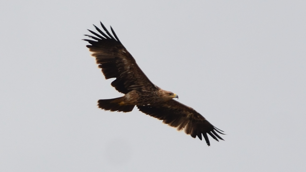 Şah kartal