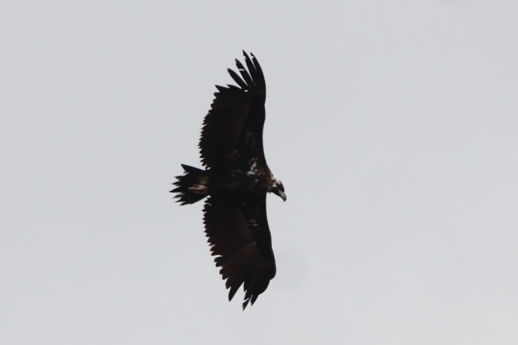 Cinereous Vulture