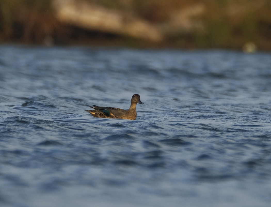 Eurasian Teal