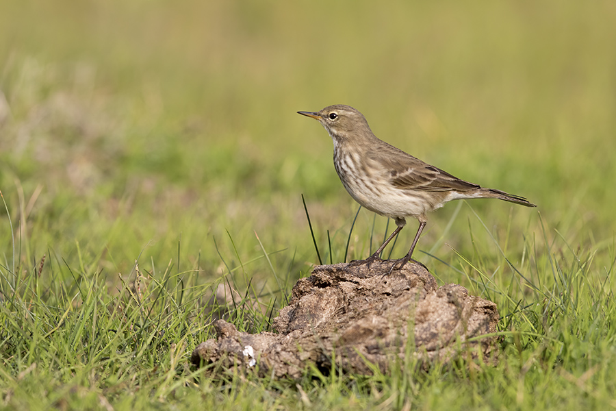 Water Pipit