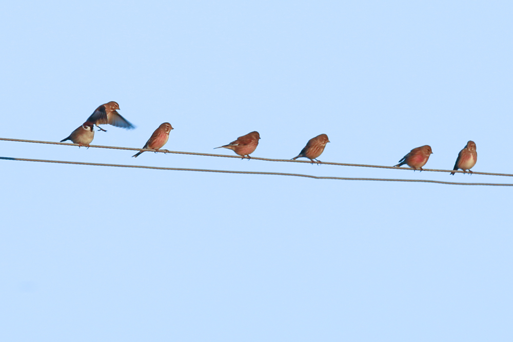 Common Linnet