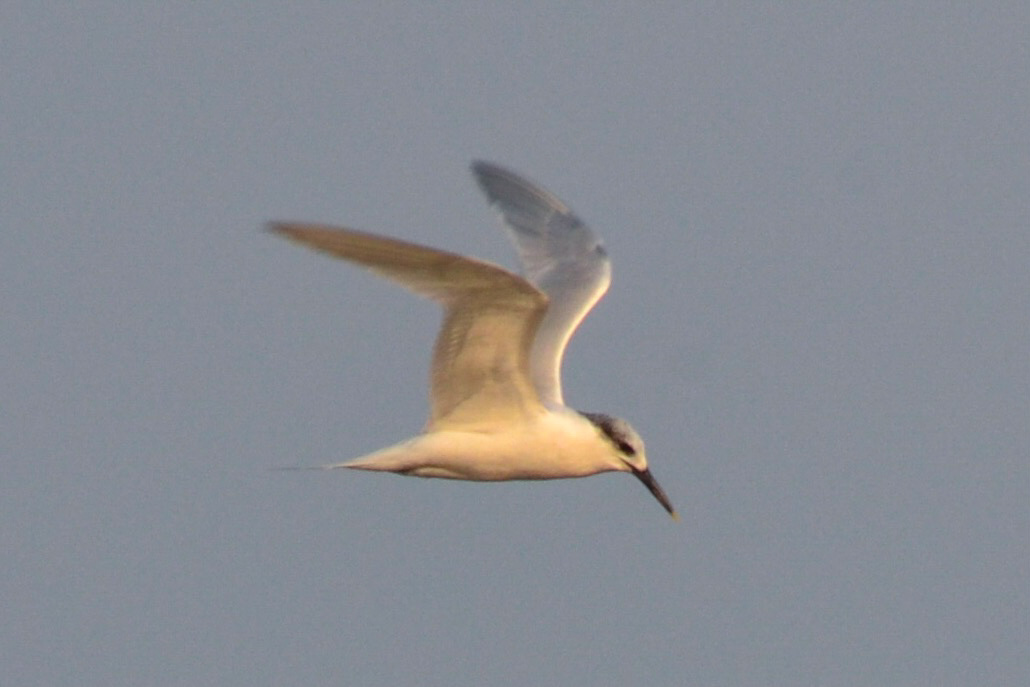 Sandwich Tern