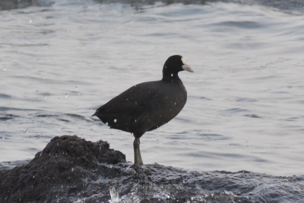 Eurasian Coot