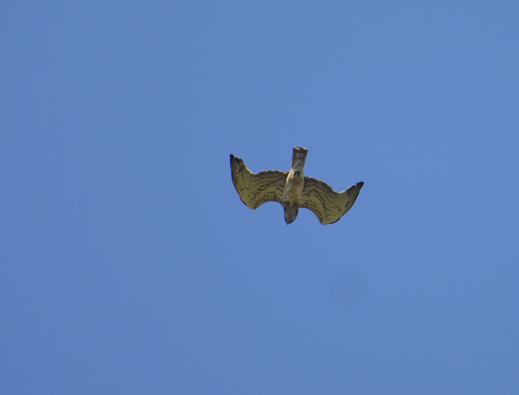 Short-toed Snake Eagle