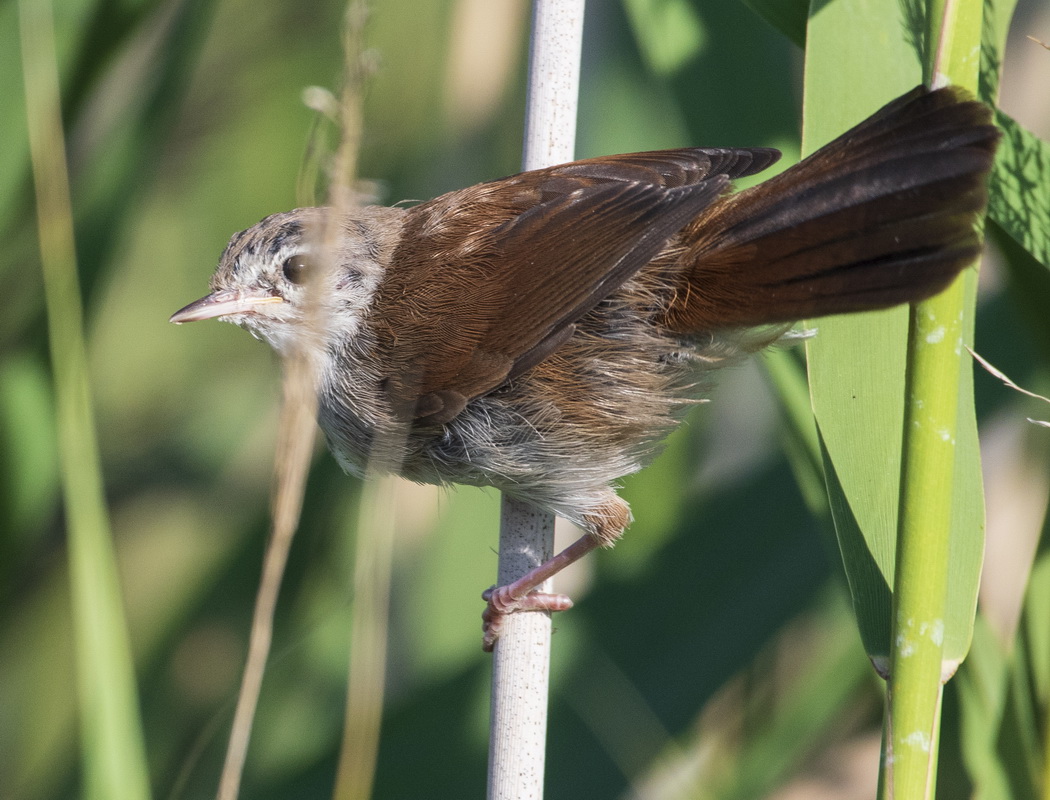 Cetti`s Warbler