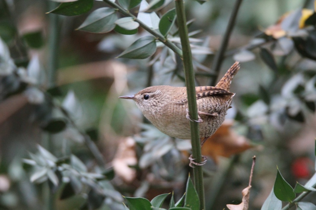 Eurasian Wren