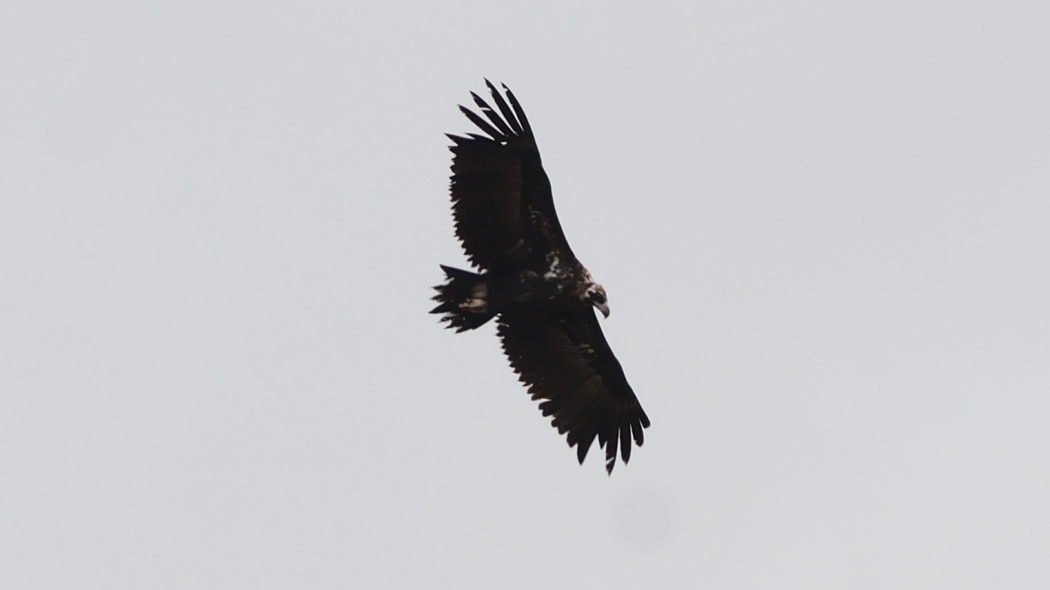 Cinereous Vulture