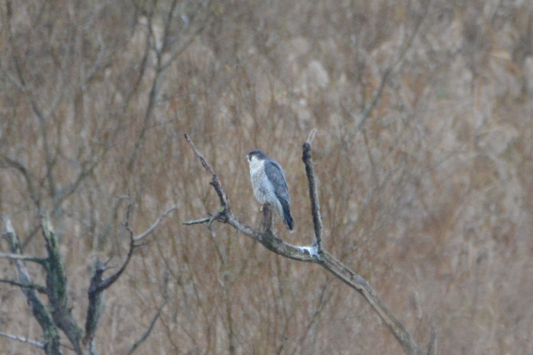 Peregrine Falcon